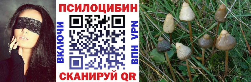 блэк спрут ссылки  цена наркотик  Сковородино  Псилоцибиновые грибы Magic Shrooms 